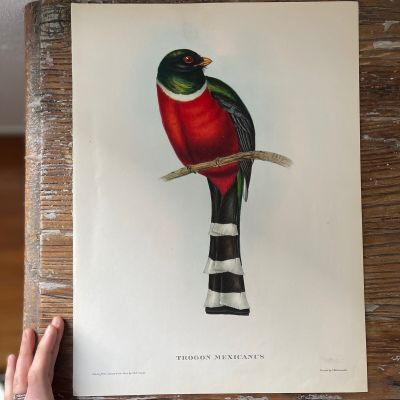Репродукция Птицы Trogon Mexicanus J.Gould 21х30 см