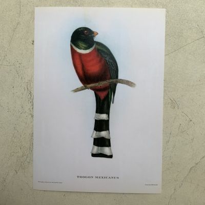 Репродукция Птицы Trogon Mexicanus J.Gould 21х30 см
