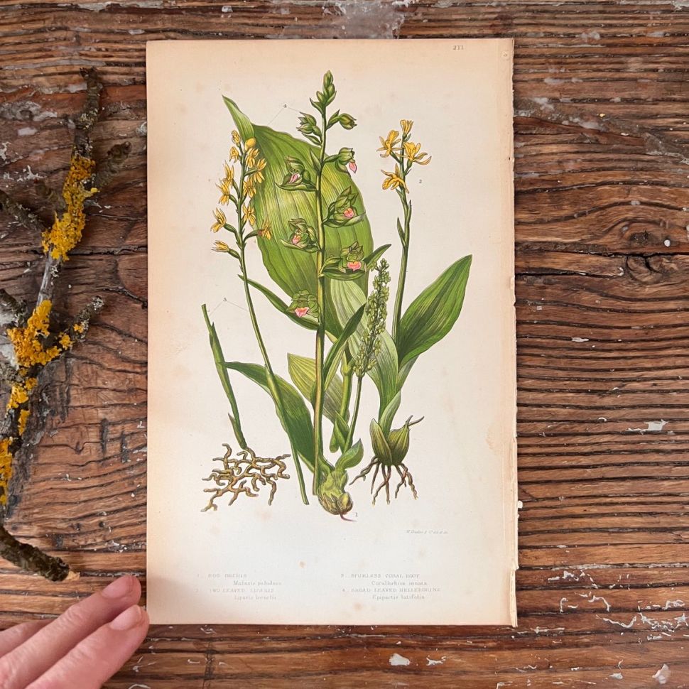 Литография 14х22 см  Flowering Plants by Anne Pratt №211 Англия 