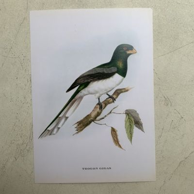Репродукция Птицы Trogon Gigas J.Gould 21х30 см