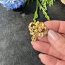 Брошь FIX Ирис 3 см фианит золочение Франция конец 19 в.