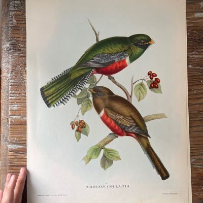 Репродукция Птицы Trogon Collaris J.Gould 21х30 см