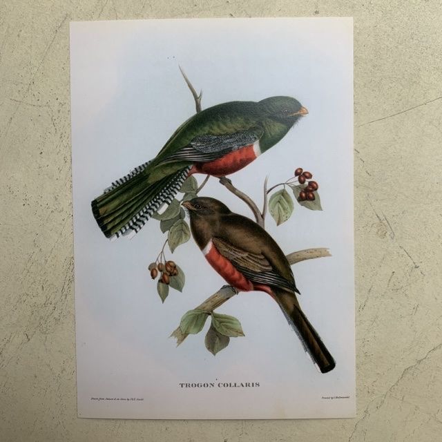 Репродукция Птицы Trogon Collaris J.Gould 21х30 см