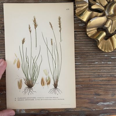 Литография 15х23 см 1917 г. Nordens Flora 1 шт. №429