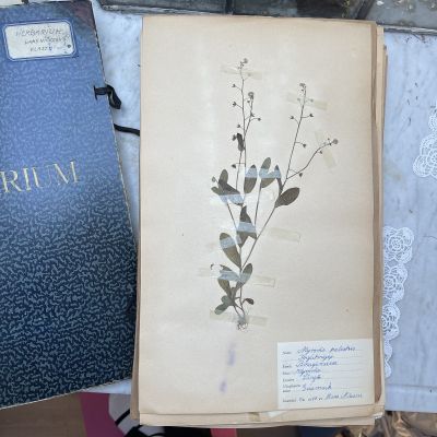 Лист гербария Hans Nilsson Швеция