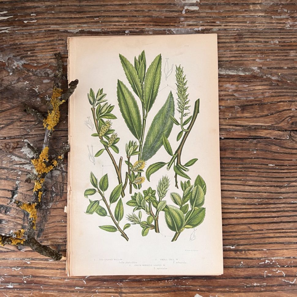 Литография 14х22 см  Flowering Plants by Anne Pratt №304 Англия 