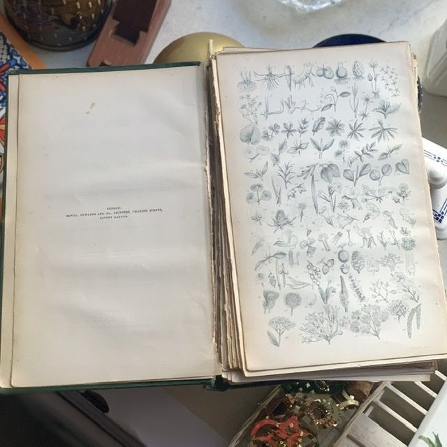 Литография 14х22 см  Flowering Plants by Anne Pratt №304 Англия 