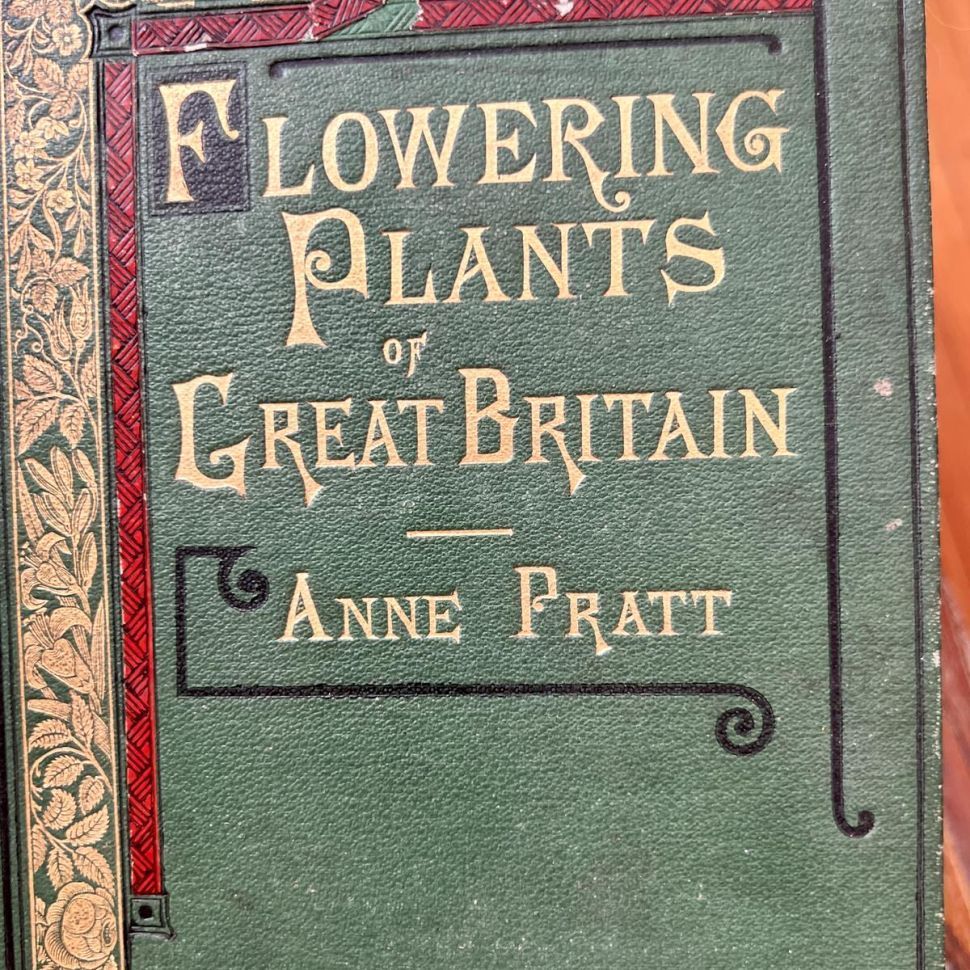 Литография 14х22 см  Flowering Plants by Anne Pratt №304 Англия 