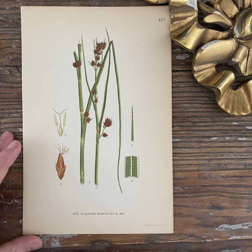 Литография 15х23 см 1917 г. Nordens Flora 1 шт. №427