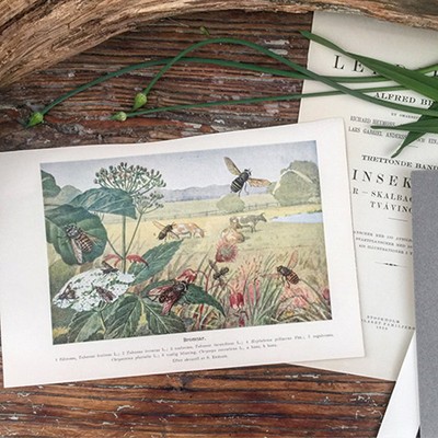 Литография овод Швеция