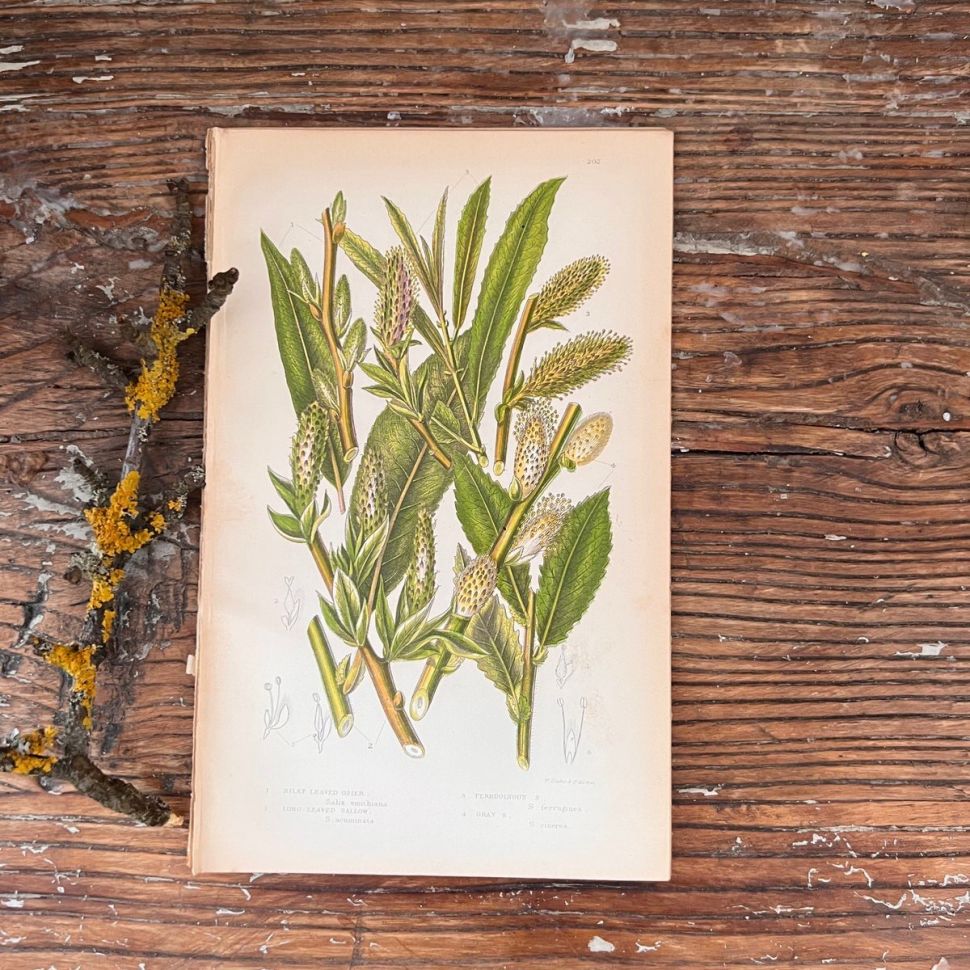 Литография 14х22 см  Flowering Plants by Anne Pratt №202 Англия  