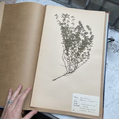 Лист гербария Torsten Hansen Швеция 