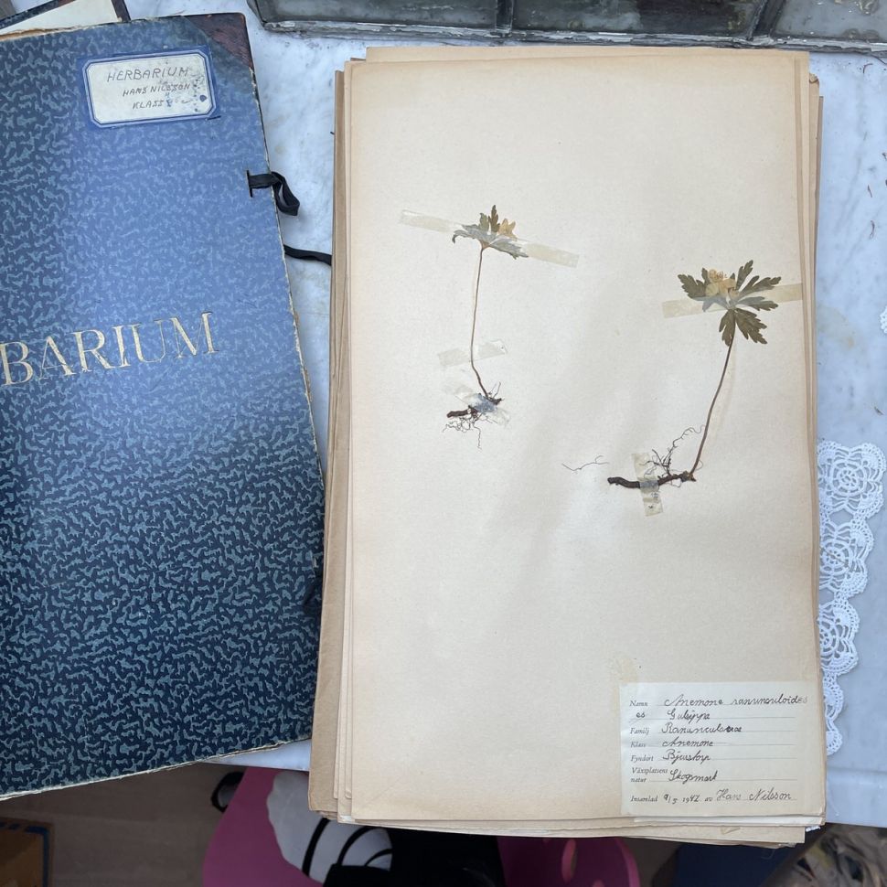 Лист гербария Hans Nilsson Швеция