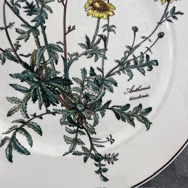 Тарелка Botanica ВиллеройБох 24 см без корешка 2 категория