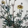 Тарелка Botanica ВиллеройБох 24 см без корешка 2 категория