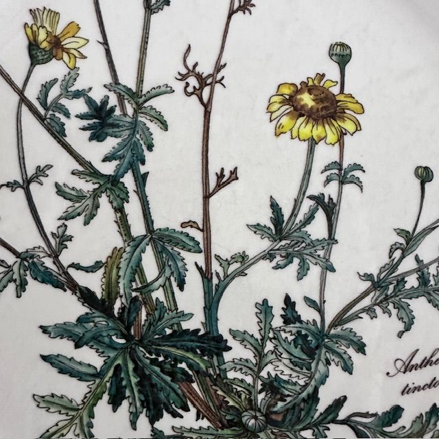 Тарелка Botanica ВиллеройБох 24 см без корешка 2 категория