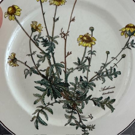 Тарелка Botanica ВиллеройБох 24 см без корешка 2 категория