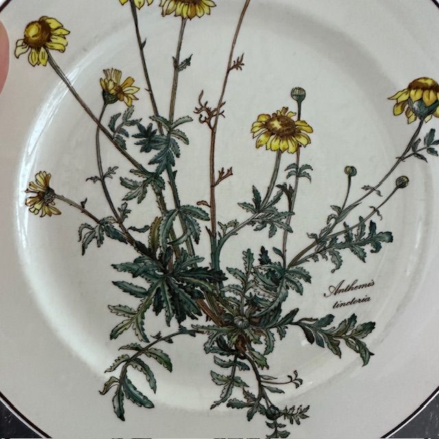 Тарелка Botanica ВиллеройБох 24 см без корешка 2 категория