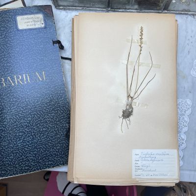 Лист гербария Hans Nilsson Швеция