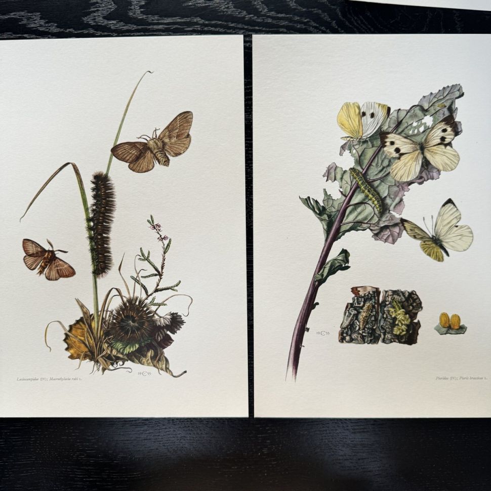 Литография 27х19 см Insectes d'Europe 2 шт стр. 151/142