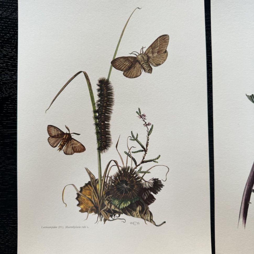 Литография 27х19 см Insectes d'Europe 2 шт стр. 151/142