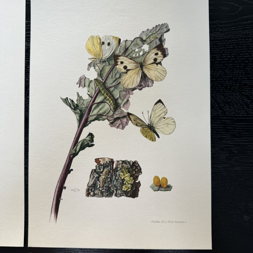 Литография 27х19 см Insectes d'Europe 2 шт стр. 151/142