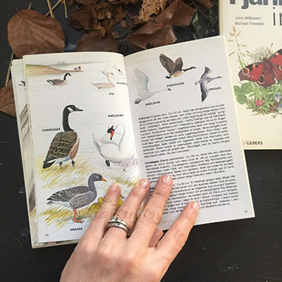 Энциклопедия книга птици средней полосы