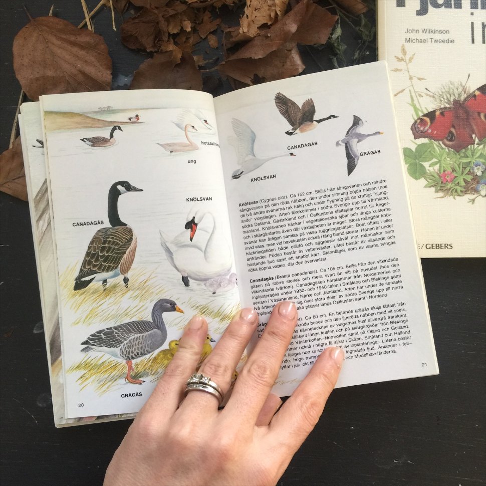 Энциклопедия книга птици средней полосы