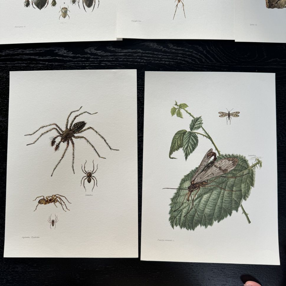 Литография 27х19 см Insectes d'Europe 2 шт стр. 187/102 