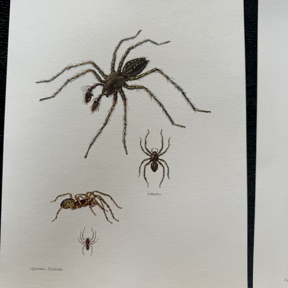 Литография 27х19 см Insectes d'Europe 2 шт стр. 187/102 