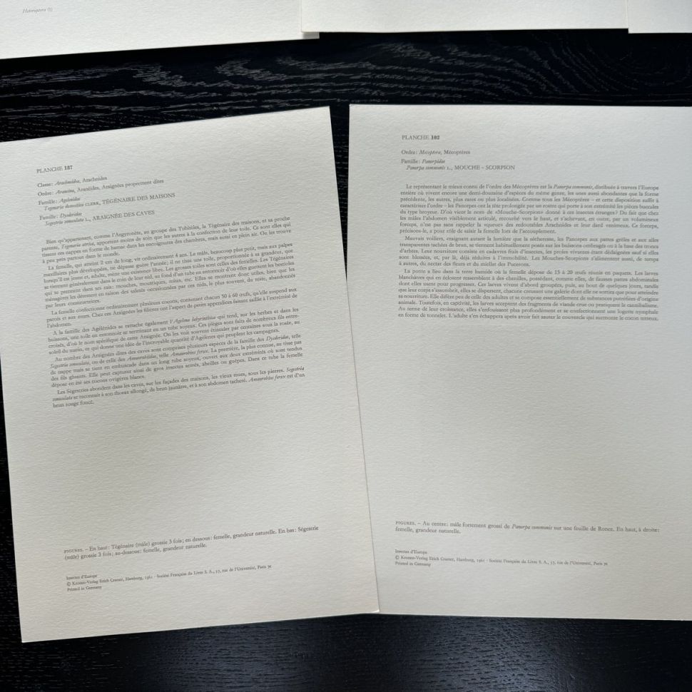 Литография 27х19 см Insectes d'Europe 2 шт стр. 187/102 