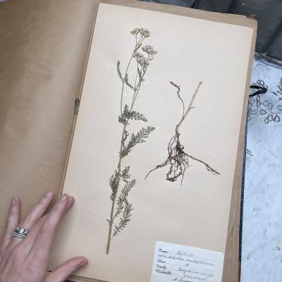 Лист гербария Torsten Hansen Швеция  