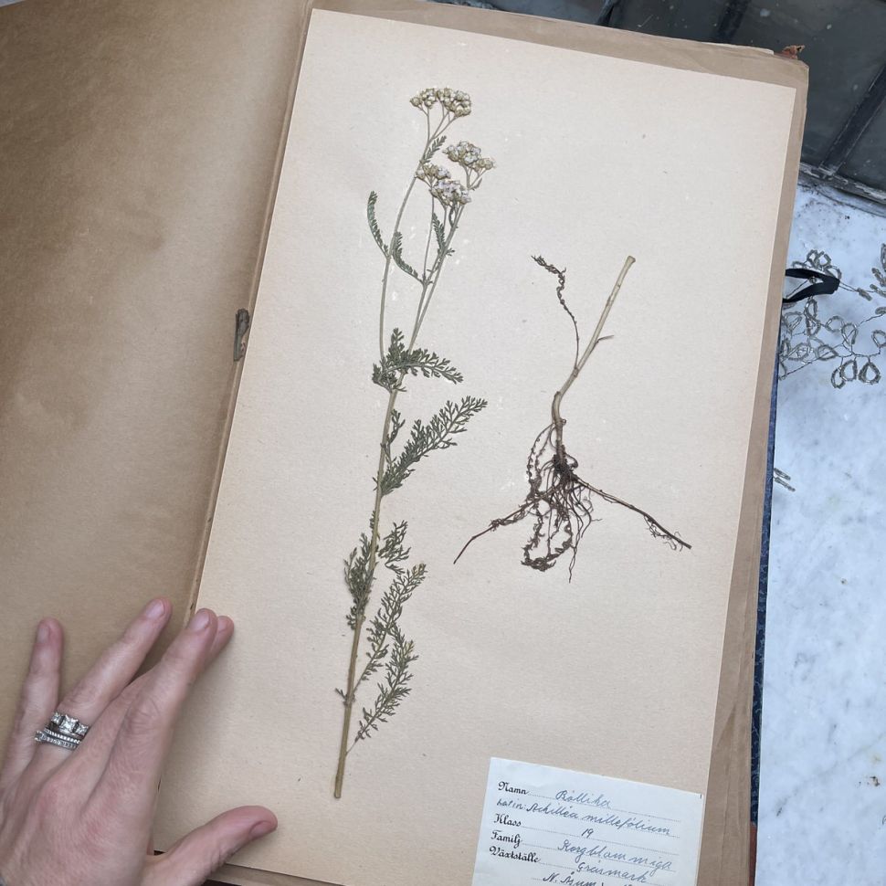 Лист гербария Torsten Hansen Швеция  