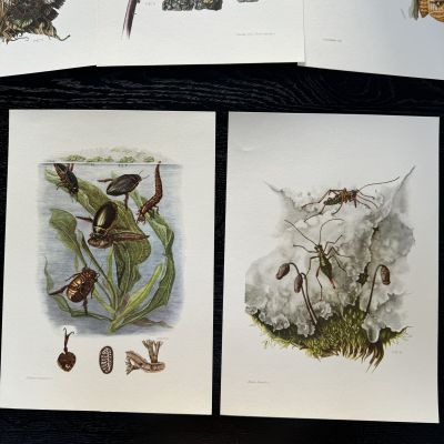 Литография 27х19 см Insectes d'Europe 2 шт стр. 103/47 